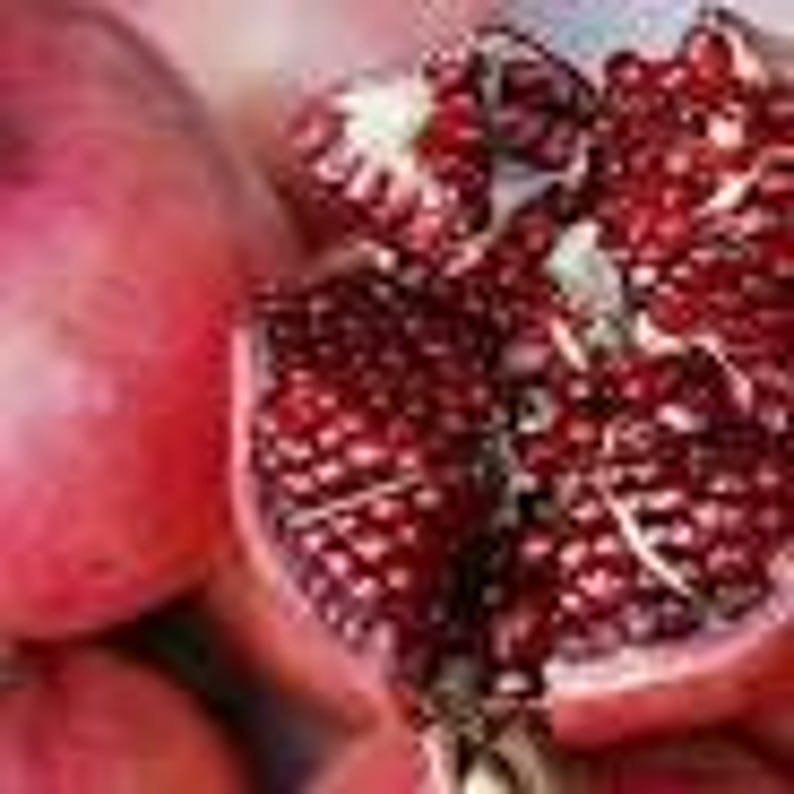 Parfianka Russian Pomegranate Plant - 6-Inch Pot - Edible Fruit - Punica granatum 'Parfianka' - 1-2 Feet Tall