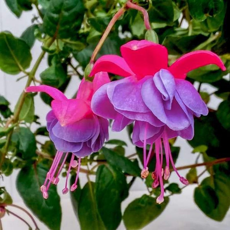 Fuchsia Winston Churchill Live Plant in 6" Pot – Vibrant Pink Flowers for Gardens & Containers – Fuchsia magellanica