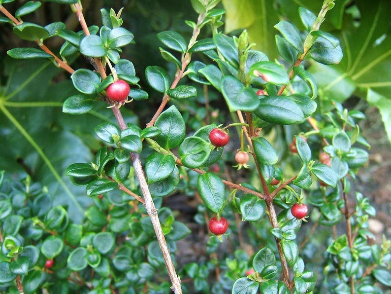 Chilean Guava Starter Plant - 4" Tall Evergreen Shrub - Ugni Molinae - Fragrant Spring to Summer Flowers