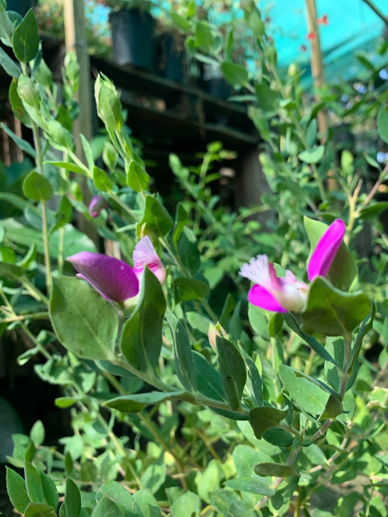 Live Sweet Pea Shrub Plant in 6" Pot | Polygala dalmaisiana with Deep Magenta Violet Flowers | Evergreen Garden Shrub