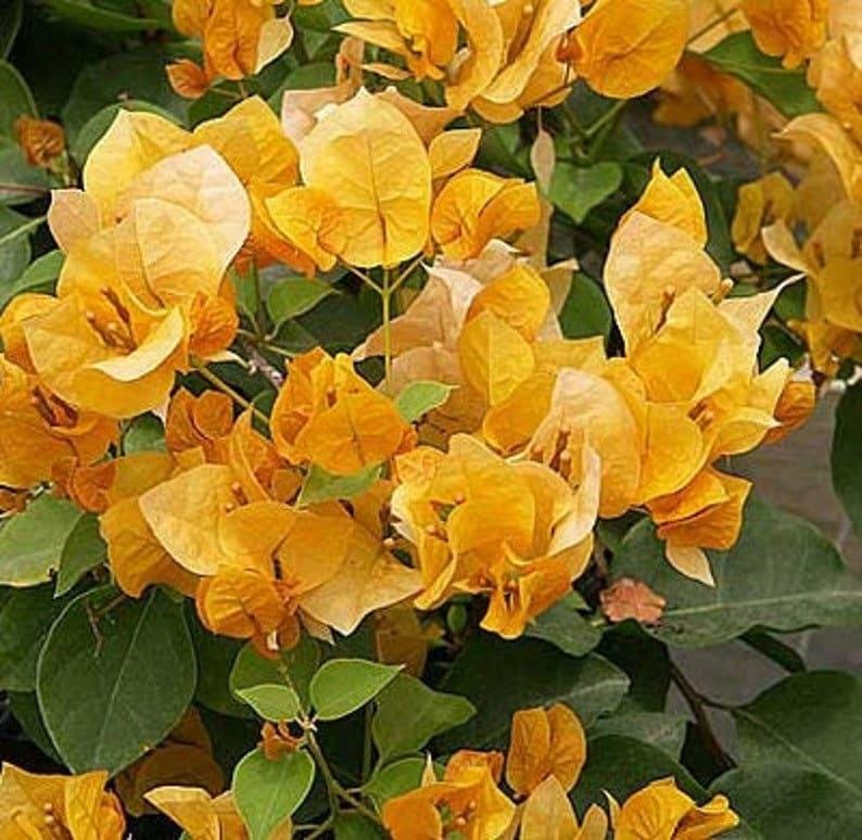Bougainvillea Live Plant 1-2 ft California Gold Bronze-Orange Flowers in 3-Gallon Pot, Vining, Tropical, Evergreen