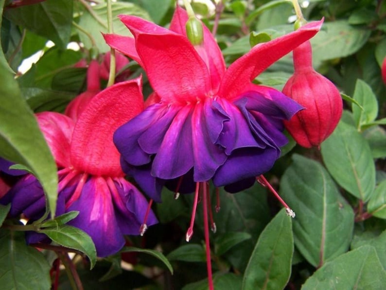 Fuchsia Plant in 6" Pot Voodoo Variety with Large Double Purple Flowers - Fuchsia hybrida
