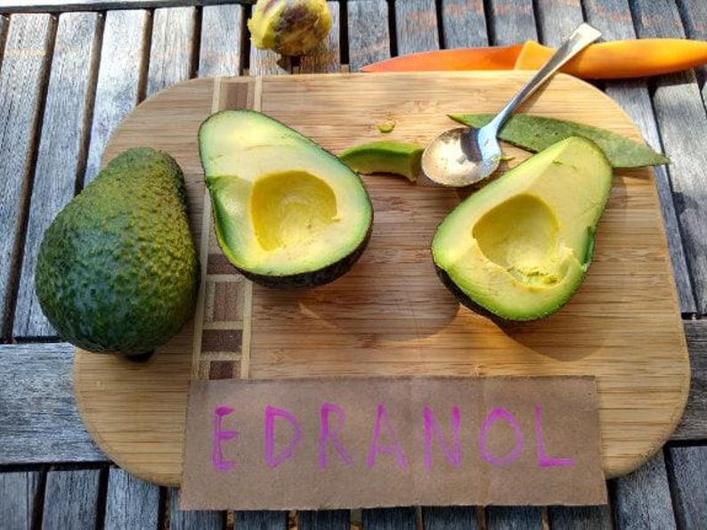 Grafted Edranol Avocado Tree - 1 Foot Tall - Persea americana - Compact, Fruit-Producing, Easy Care