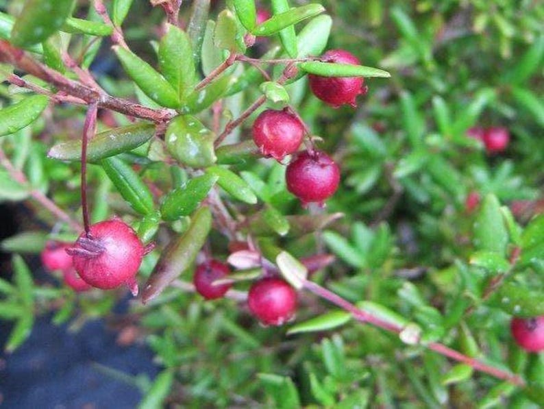 Chilean Guava Plant Starter - Ugni molinae - Aromatic Evergreen Shrub with Edible Fruit in 6" Pot