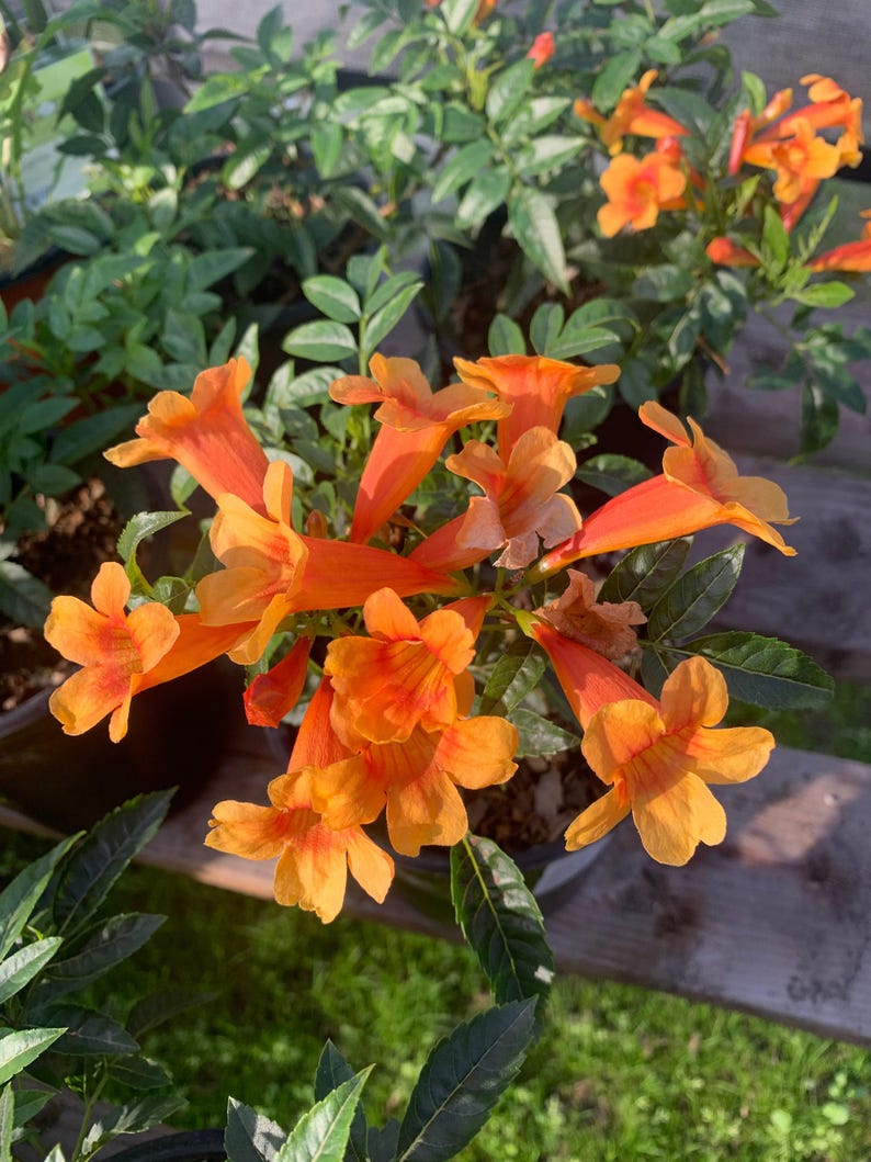 Orange Tacoma Sun Trumpet Live Plant in 6" Pot, Allamanda cathartica, Vibrant Orange Flowers, Tropical Garden Plant