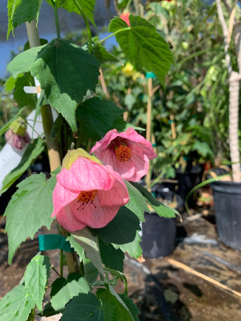 Abutilon Rosalie Live Plant in 6-Inch Pot – Evergreen Pink Flowering Shrub for Gardens and Pollinator Attraction