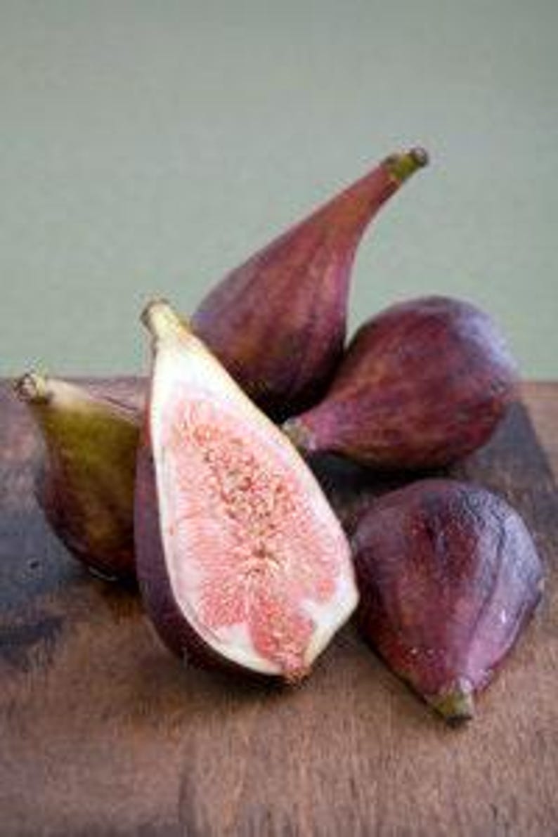 Fig Plant 2ft Celestial Variety in 6” Pot - Cold Hardy, Pest Resistant, Sweet Ficus carica 'Celeste'