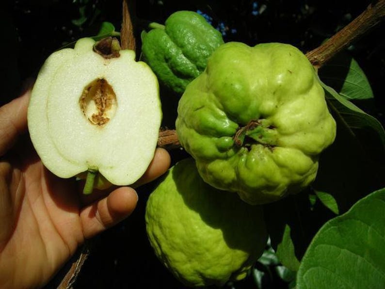 Taiwanese Seedless Guava Tree 3-Gallon Pot, White Flesh, Psidium guajava, Airlayered, Drought Tolerant, Fruit Tree