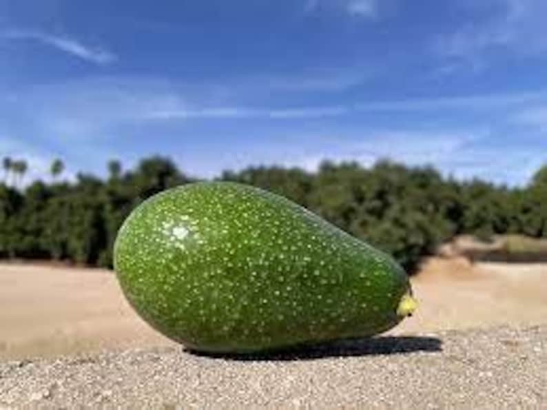 Grafted Zutano Avocado Tree - 3-4 Feet Tall - Persea americana 'Zutano' - Fruit & Foliage Plant