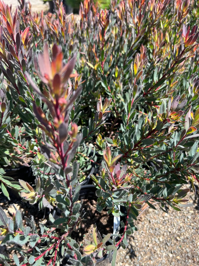 Leucadendron 'Afterburner' Live Plant 1ft Compact Gold Bracts Red-Orange Centers for Garden & Cut Flowers