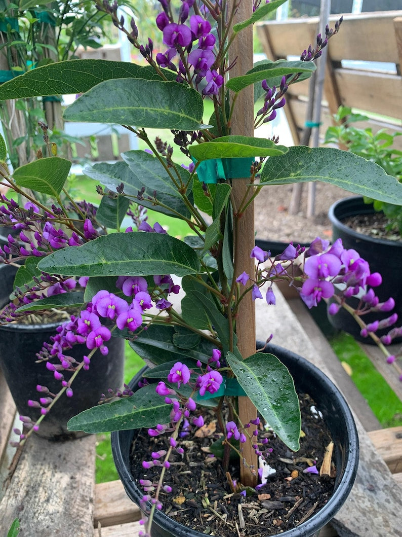 Hardenbergia Violacea Vine - 3 Gal Pot - Fast Growing Violet Flowering Climber - Australian Sarsaparilla Plant