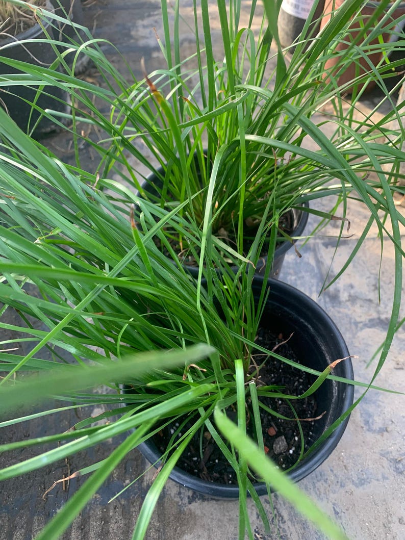 Lomandra longifolia ‘Breeze’ Ground Cover Plant in 6" Pot – Low Maintenance, Drought-Tolerant, Shade to Part Sun, Compact Clumping