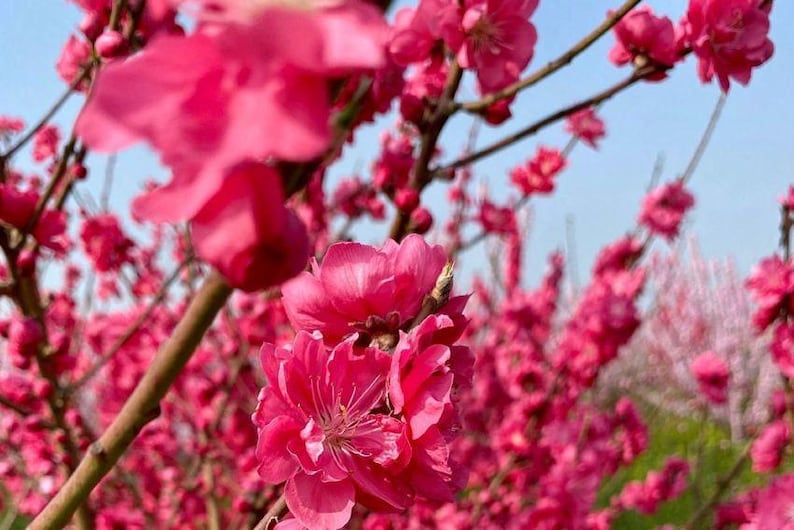 Early Red Flowering Peach Tree - 3 Gal Pot - Double Red Flowers - Prunus persica - Deciduous Spring Blooms - Zones 6-9