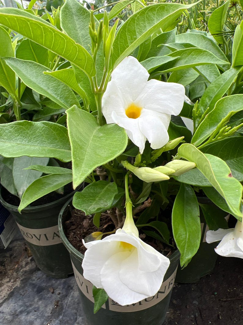 White Mandevilla Live Plant in 1-Gallon Pot, Climbing Vine with White Flowers, Mandevilla sanderi for Garden & Patio