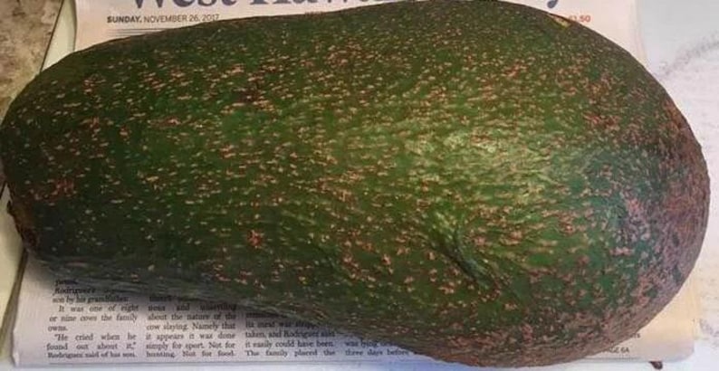 Queen Avocado Tree Grafted Plant in 6" Pot - Persea americana - Fruit Tree for Home Garden & Container Growing