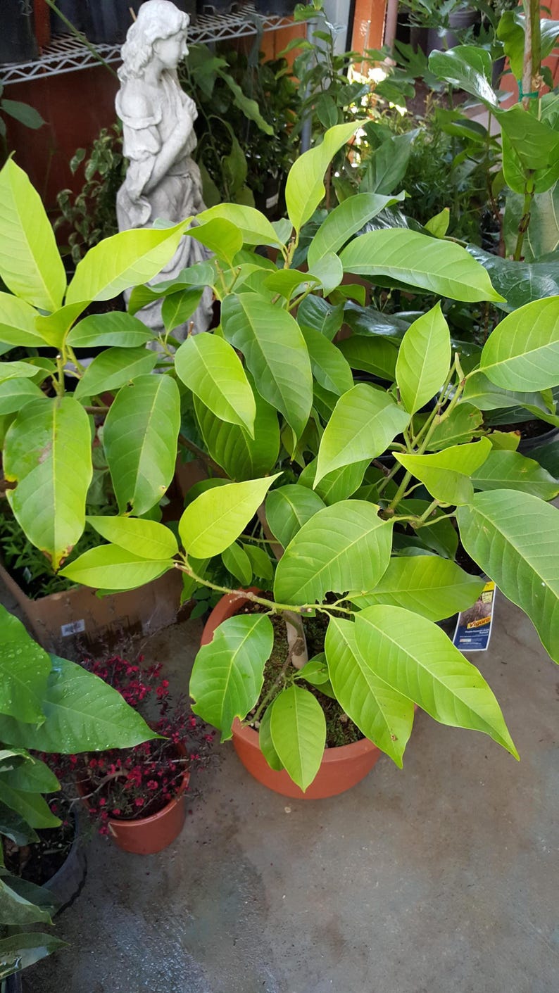 White Champaca Tree - 4-5 Feet Air-Layered Michelia Alba in 3-Gallon Pot, Fragrant Blooming Garden Tree