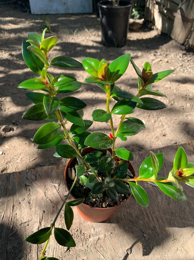Goldfish Plant - Live Indoor Houseplant in 3" Pot - Nematanthus with Colorful Orange Blooms, 4-6 Inches Tall