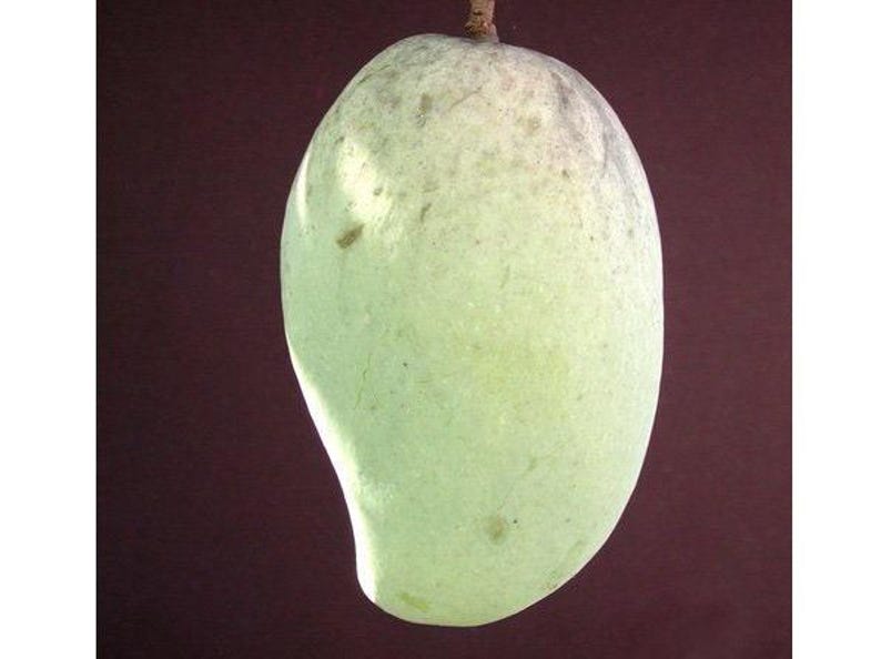 Grafted Mango Tree - 1ft Tall - Pim Saen Mun Variety - Mangifera indica - Live Plant in 3-Gallon Pot for Tropical Fruit Growth