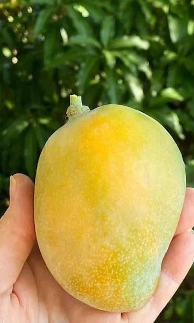 Sweet Tart Mango Tree - Grafted Live Plant in 3-Gallon Pot - Mangifera indica - Tropical Fruit Tree for Garden