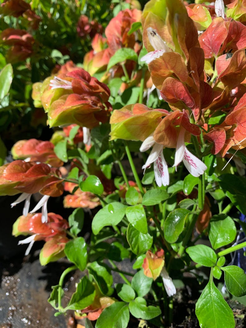 Shrimp Plant Live in Pot - Justicia brandegeeana - Unique Shrimp-Like Flowers - Indoor & Garden Decorative Plant