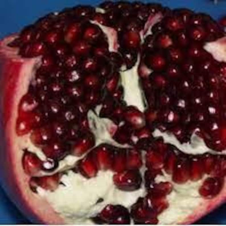 Ariana Pomegranate Plant - 6-Inch Pot - Ambrosia Variety - Sweet Red Fruits - Punica granatum - Compact, Drought-Tolerant
