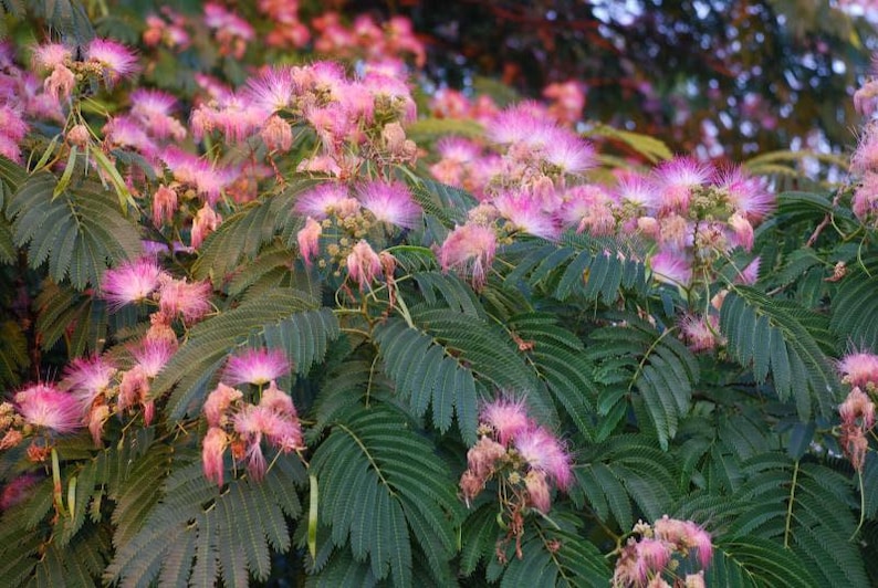 Silk Tree Plant 3ft Albizia julibrissin 'E.H. Wilson' Live Plant in 3-Gallon Pot for Garden and Landscape