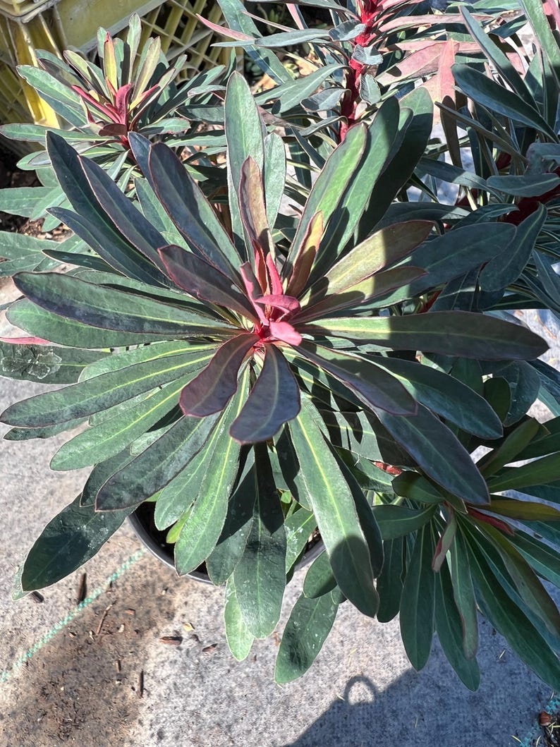 Euphorbia Miner’s Merlot Plant in 1-Gallon Pot – Burgundy Foliage, Sun to Part Shade, Well-Drained Soil, Spring Bloomer