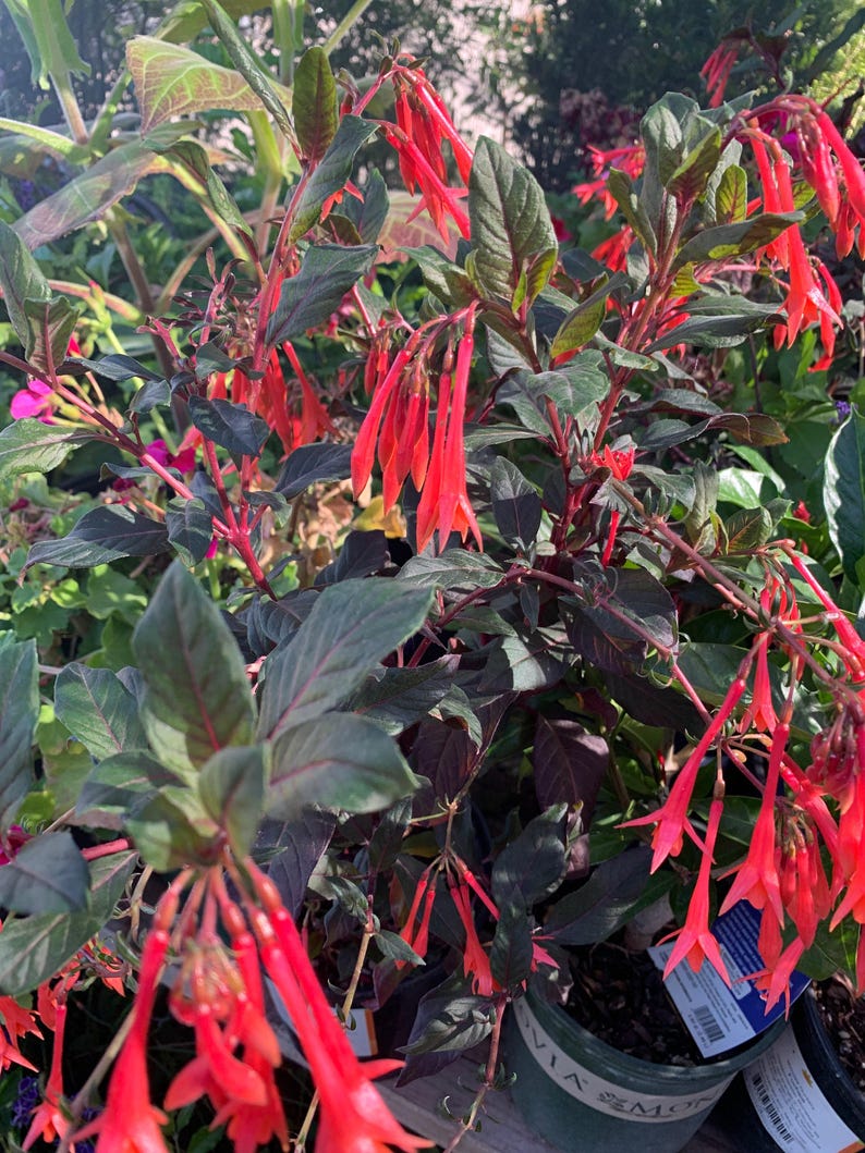 Fuchsia Live Plant in 6-inch Pot | Gartenmeister Bonstedt with Bright Red-Orange Tubular Flowers & Reddish-Green Foliage