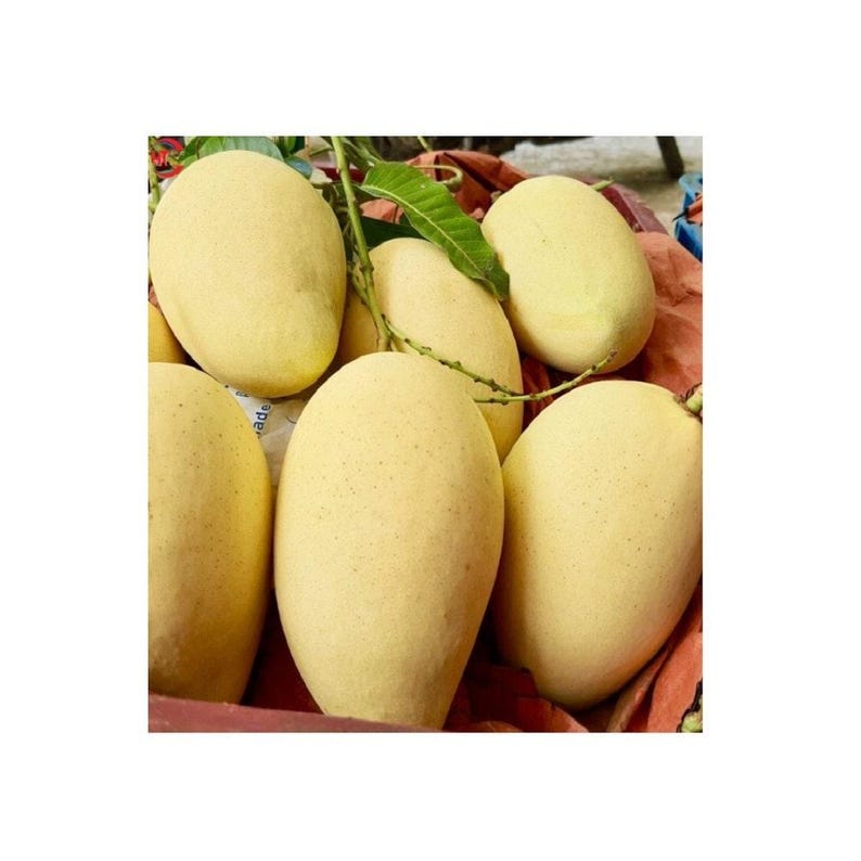 Grafted Mango Tree 3 Feet Vietnamese Cat Hoa Loc Mangifera indica in 3-Gallon Pot