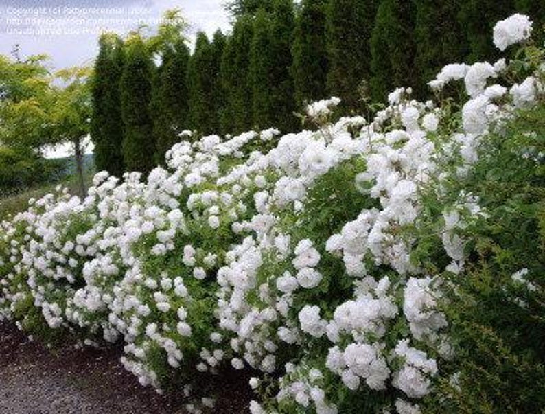 Floribunda Rose Starter Plant in 6-Inch Pot | Rosa 'Iceberg' | White Flowers | Hardy, Low-Maintenance Shrub