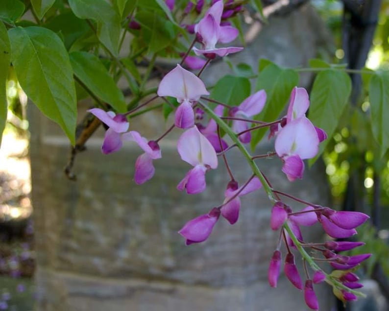 Wisteria Plant in 6" Pot | Shiro-Beni Silky Deciduous Flowering Vine with Fragrant Blooms | Wisteria floribunda