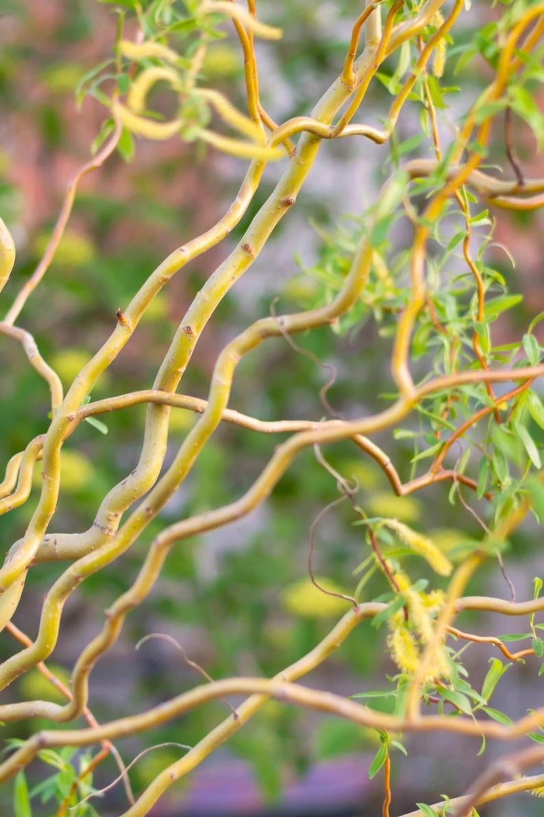 Corkscrew Willow Tree 2-3 Feet Tall Grafted Salix matsudana 'Tortuosa' in Pot