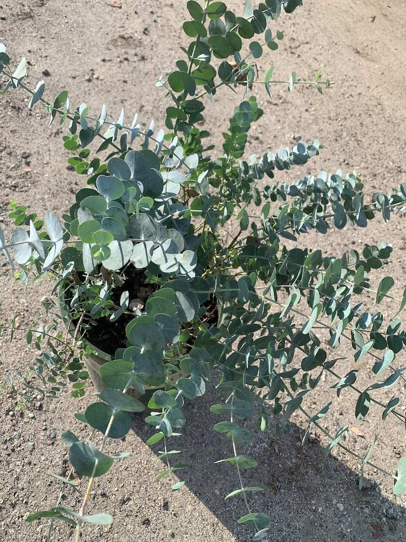 Eucalyptus cinerea Silver Dollar Tree - 3-Gallon Pot - Fast Growing Blue-Green Foliage - Ornamental Shrub