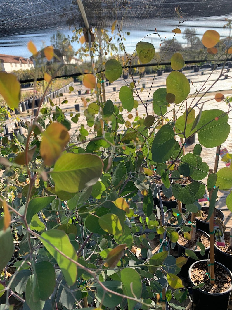 Eucalyptus polyanthemos Silver Dollar Gum Tree 6" Pot Evergreen Fragrant Foliage Small Shrub