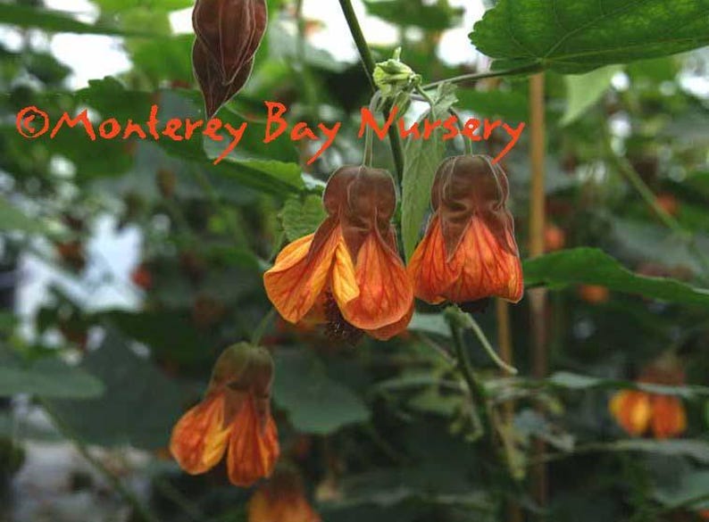 Abutilon 'Orange Hot Lava' Live Plant – Vibrant Orange Flowers, Dark Green Leaves, 6-Inch Pot, Hybrid A. megapotamicum