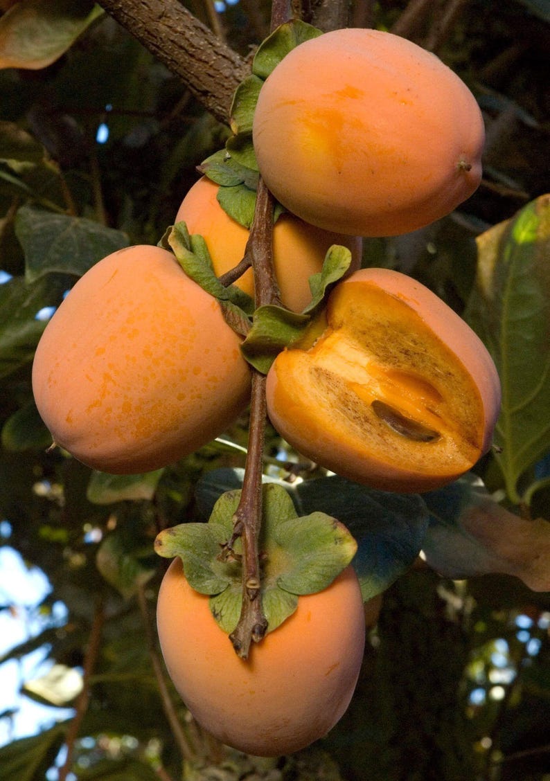 Chocolate Persimmon Tree Grafted 3-Gallon Pot Diospyros digyna Self-Fruitful Fruit Tree