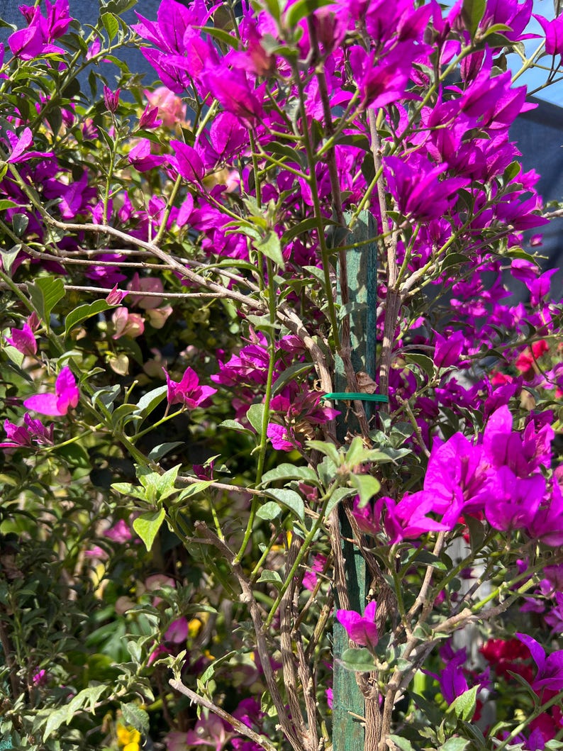 Purple Bougainvillea Plant - 3 to 4 ft in 3-Gallon Pot - Bougainvillea glabra - Vibrant Foliage & Blooming Vines
