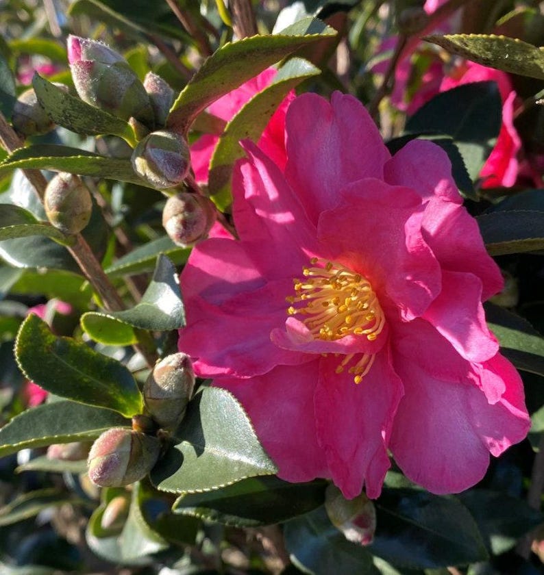Camellia japonica 'Kanjiro' - Cherry Pink Flowering Plant in 1-Gallon Pot, 1ft Tall, Evergreen Shrub for Garden Landscape