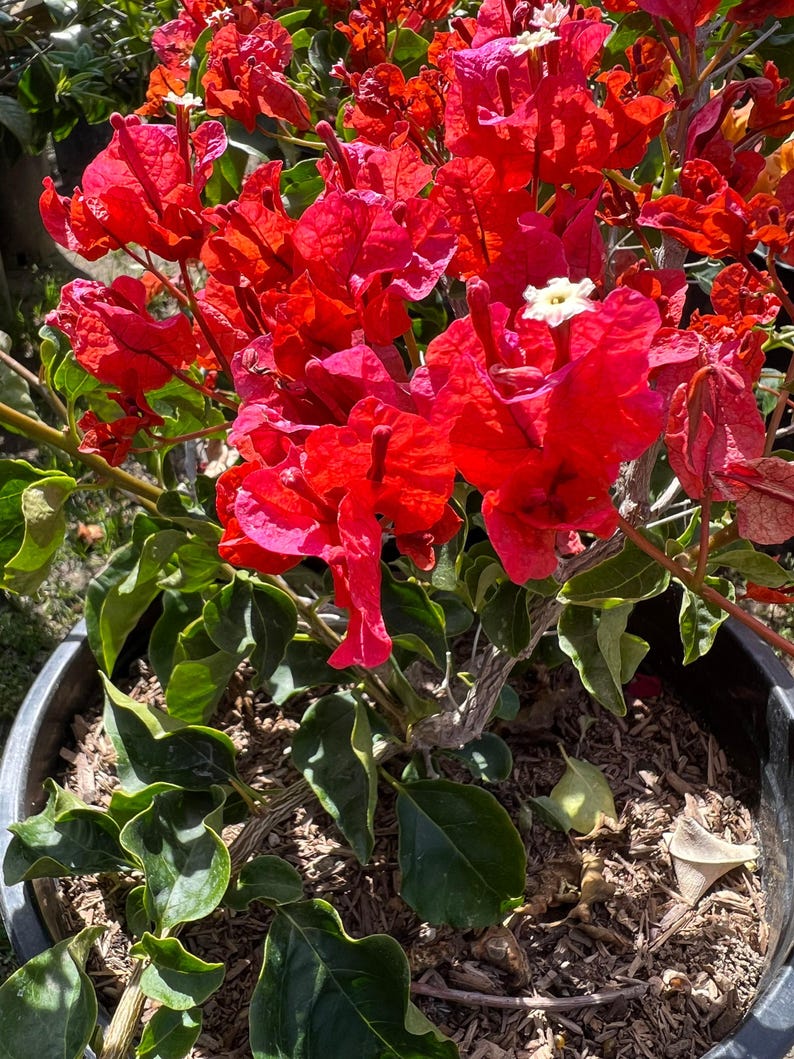Bougainvillea Plant in 3-Gallon Pot - Orange King Variety - Bougainvillea glabra - Vibrant Orange Flowers, Drought Tolerant, Live Plant