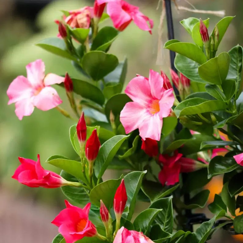 Pink Mandevilla Live Plant in 1-Gallon Pot, Tropical Climber, Mandevilla sanderi, Garden, Patio, Fences, Pollinator Attractant