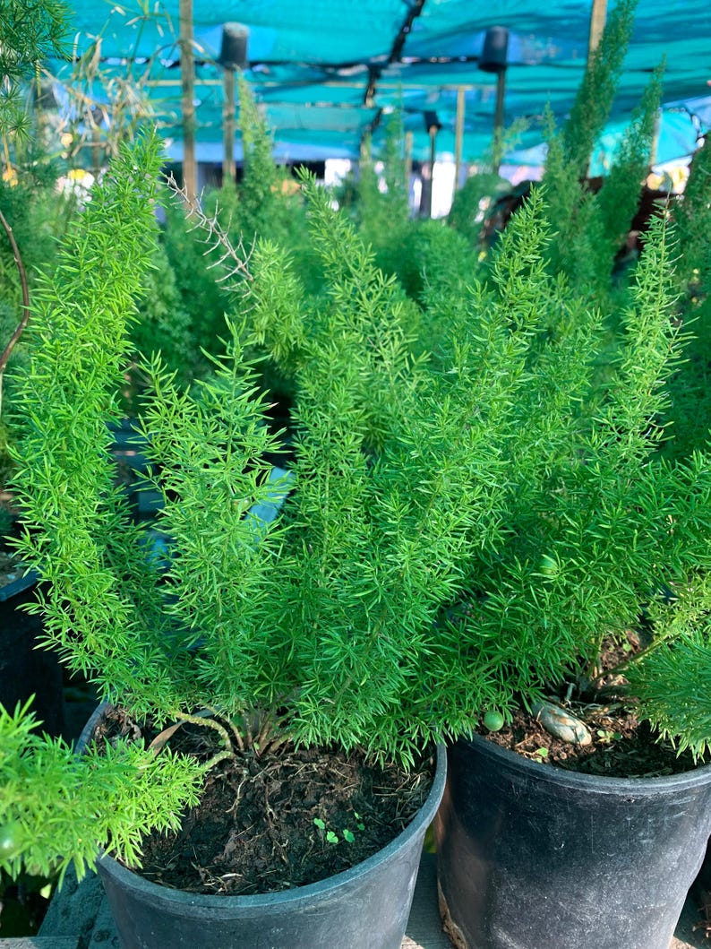 Foxtail Fern Live Plant in 6" Pot – Asparagus densiflorus 'Myers' – Lush Green Foliage Indoor Outdoor Houseplant