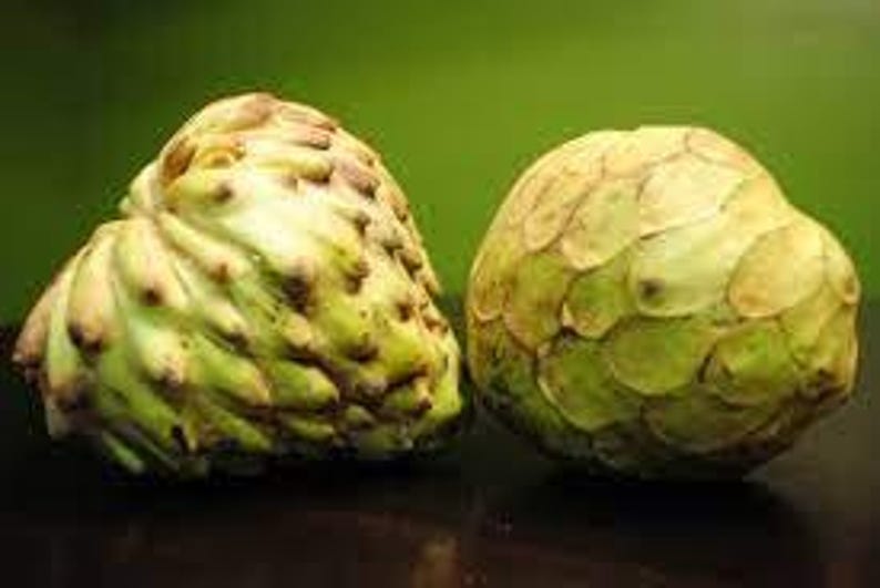 Dr. White Cherimoya Plant in 3-Gallon Pot – Annona cherimola, Tropical Fruit Tree, Edible Custard Apple, Small Garden Tree