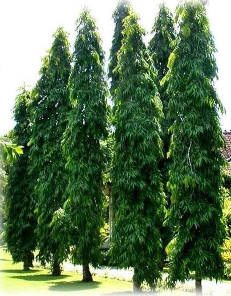 Mast Tree Polyalthia longifolia in 3 Gallon Pot - Elegant Evergreen Columnar Tree for Landscaping