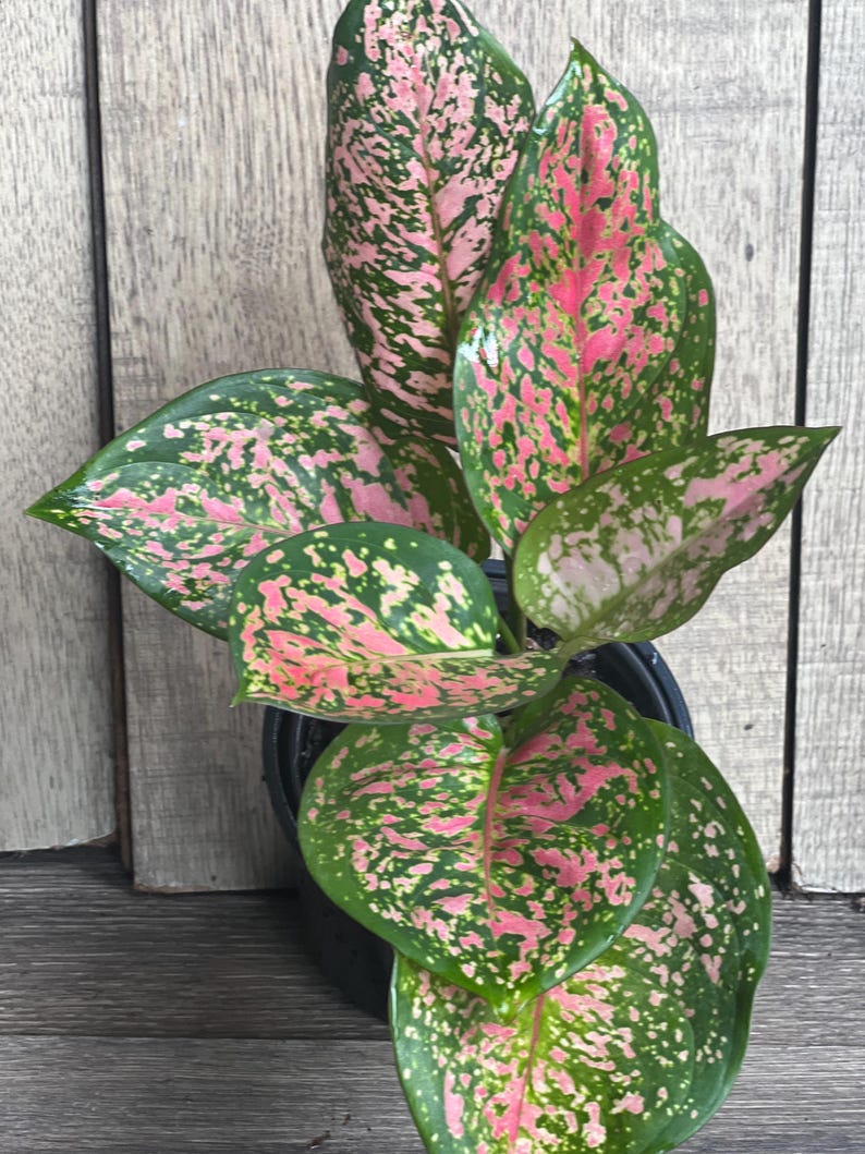 Aglaonema Wishes Plant - Variegated Red Valentine - 4" Pot Indoor Houseplant
