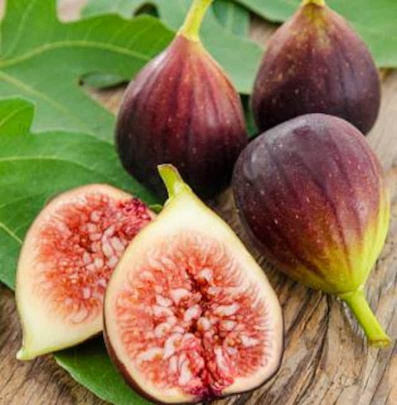Organic Fig Tree in Half Gallon Pot, Cold Hardy Ficus carica, Easy to Grow, Container-Friendly, Bountiful Fruit