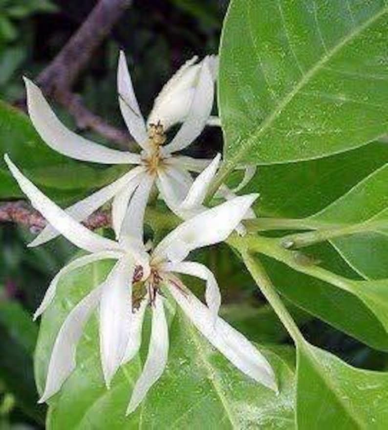 White Champaca Plant 3 Gallon Grafted Michelia alba - Fragrant Evergreen Tree