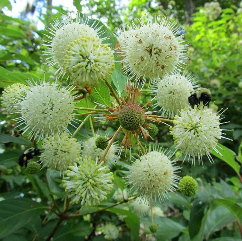 Button Bush Plant - Cephalanthus occidentalis - Native Wetland Shrub up to 3 ft