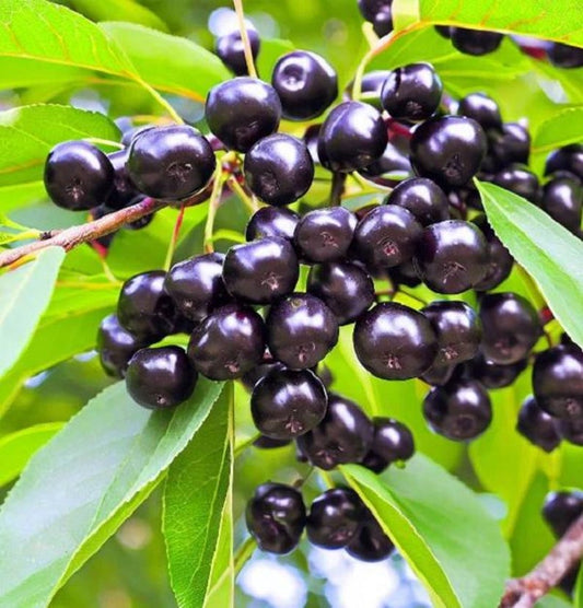 Choke Cherry Plant Large Potted Prunus virginiana Edible Fruit Wildlife Habitat Windbreak