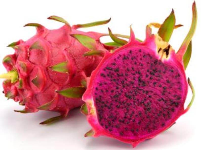 Dragon Fruit Plant in 4-Inch Pot - Red Hylocereus costaricensis Organic Succulent for Indoor & Outdoor Gardening