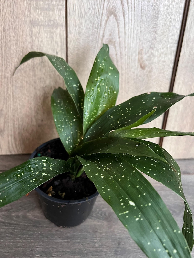 Milky Way Cast Iron Plant in 4" Pot - Aspidistra Elatior 'Milky Way' - Low Light, Pet Safe Indoor Houseplant